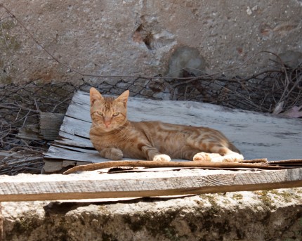 koty Chorwacja 2013r.