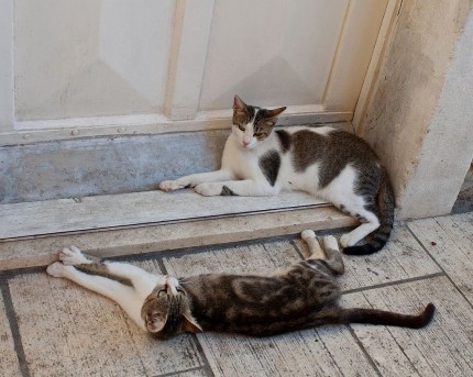 koty Chorwacja 2013r.