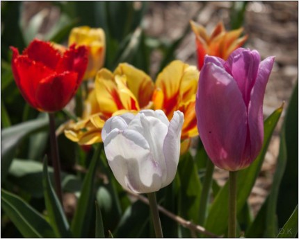 tulipany 2015r.